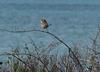 wren at sea