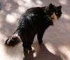 camera shy 1(cats)