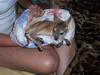 another orphan 2