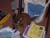 kangaroo 1of 4
