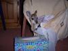 kangaroos 4 of 4