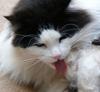 cat bath 1