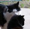 cat bath 2