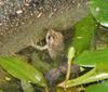 frogs 1