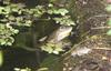 frogs 2