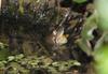 frogs 3