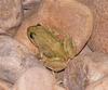 frogs 4