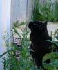 cat television 1