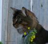 cat television 2