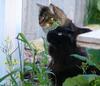 cat television 4