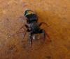 jumping spider 1