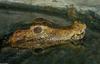 Cuvier's Dwarf Caiman (Paleosuchus palpebrosus)