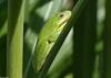 Green Treefrog (Hyla cinerea)700