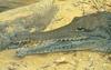 Johnston's Crocodile (Crocodylus johnstoni)