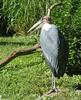 Marabou stork (Leptoptilos crumeniferus)