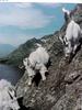 로키산양 Oreamnos americanus (Rocky Mountain Goat)