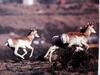 가지뿔영양 Antilocapra americana (Pronghorns)