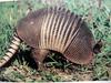 브라질세띠아르마딜로 Tolypeutes tricinctus (Brazilian three-banded armadillo)