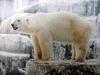 북극곰 Ursus maritimus (Polar Bear)