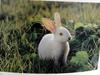 집토끼 Oryctolagus cuniculus (Domestic Rabbit)