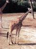 기린 Giraffa camelopardalis (Giraffe)