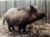 멧돼지 Sus scrofa coreanus (Wild Boar)