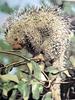 갈기호저 Hystrix cristata (African Porcupine)