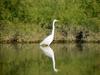 중대백로 Egretta alba modesta (Large Egret)