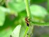 노린재::긴노린재::십자무늬긴노린재 - Tropidothorax cruciger (Motschulsky) - Milkweed bug