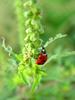 이슬을 머금은 칠성무당벌레 (Coccinella septempunctata) - Seven-spotted Ladybug