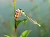 실잠자리 --> 아시아실잠자리 수컷 Ischnura asiatica (Asiatic Bluetail Damselfly)