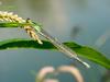 실잠자리 -->  아시아실잠자리 수컷 Ischnura asiatica (Asiatic Bluetail Damselfly)