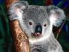 Cuddly Koala