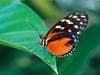 Golden Helicon (Butterfly)