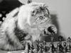 My Paw to Your King (Cat)