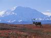 Caribou on Autumn Tundra, Denali National Park, Alaska