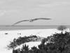Laysan Albatross, Midway Island