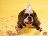 Party Time (Bulldog)