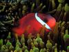 Red and Black Anemonefish