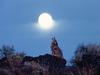 Howling Coyote