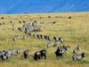 Migration of Burchell's Zebras and Wildebeest, Kenya
