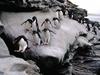 Rockhopper Penguins, Falkland Islands