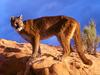 Rough Terrain Mountain Lion (Cougar)