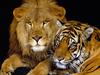 Royal Portrait (Lion and Tiger)