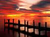 Seagulls at Sunset, Fort Myers, Florida