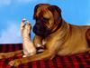 Tall Tale (Cat and Dog)