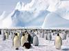 Emperor Penguins, Weddell Sea, Antarctica