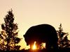 American Black Bear at Sunrise