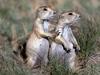 Black-tailed Prairie Dogs