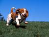 High on Life, Basset Hound Dog